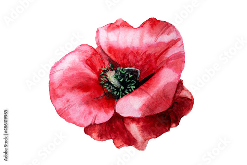 Watercolor red poppy flower head illustration on white background