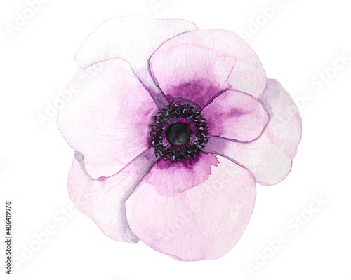 Pink watercolor anemone flower illustration isolated on white background