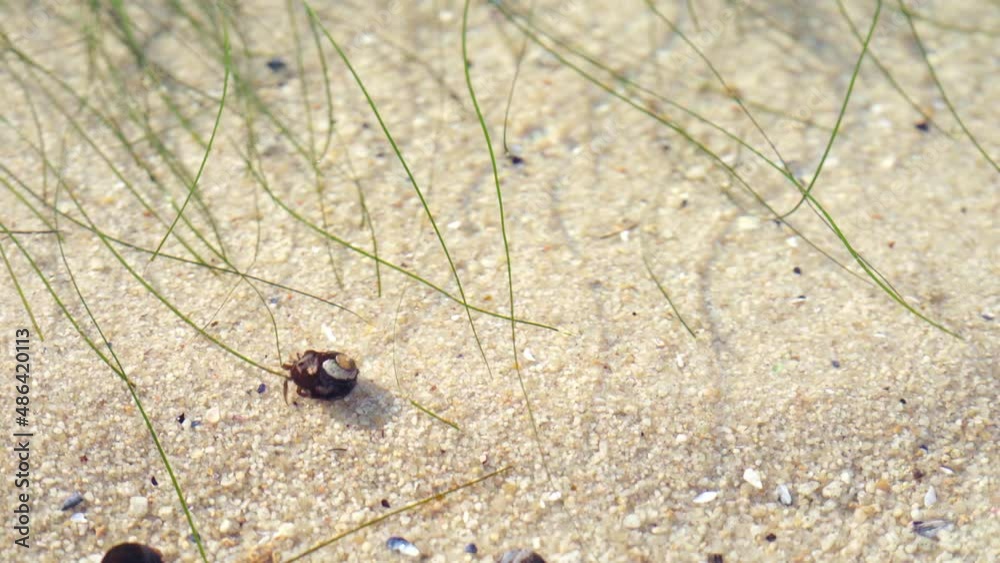 A tiny hermit crab crawling along the sand in a shallow tidal pool A tiny hermit crab crawling along the sand in a shallow tidal pool