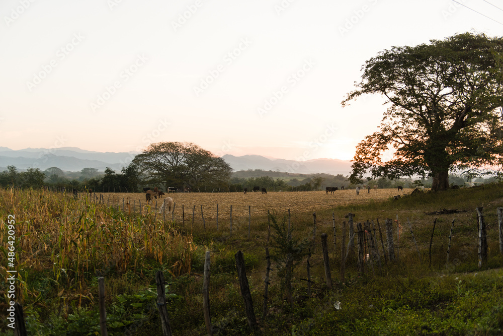 morning in the field