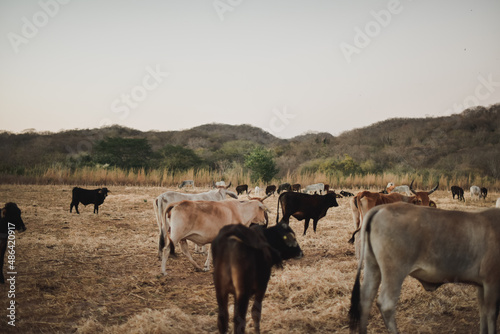 Herd of cows in the field.