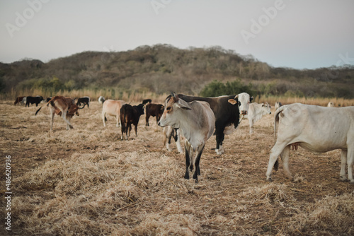 herd of cows © Sarah C