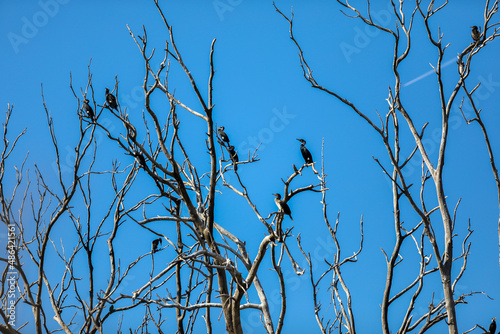 Three black shags (cormorants) silhouettes fly away in the sky High quality photo photo