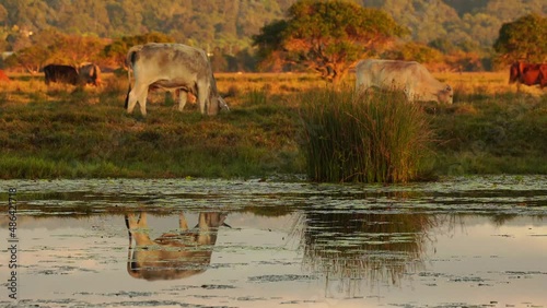 Early morning in rural area country side edge of river