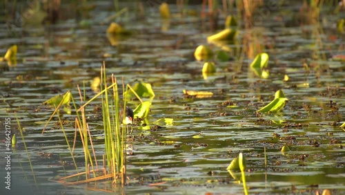 Comb-crested Jacana water bird searching food in early morning