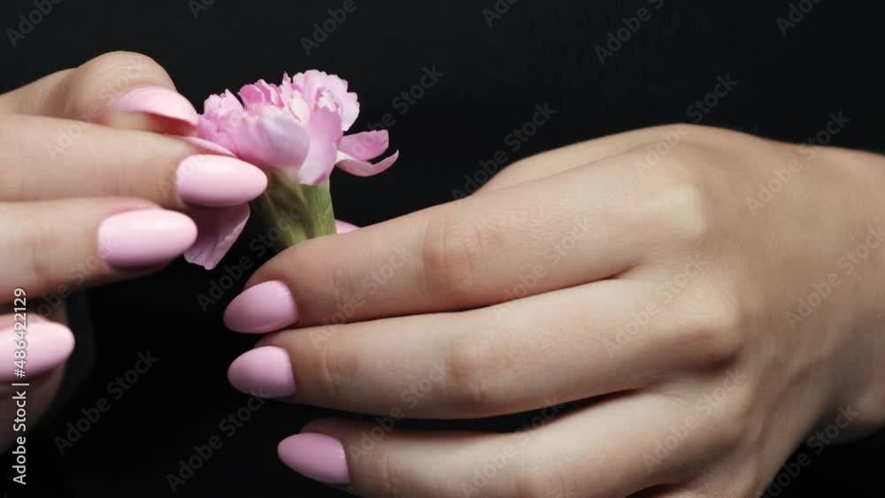 Video of female hands with a pink carnation flower on the background of a black dress Video of female hands with a pink carnation flower on the background of a black dress