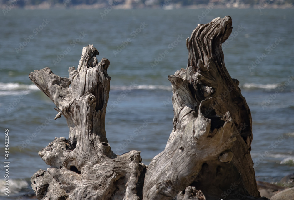Nature's artistic statues, of natural wood in the ocean. Nature's artistic statues, of natural wood in the ocean.