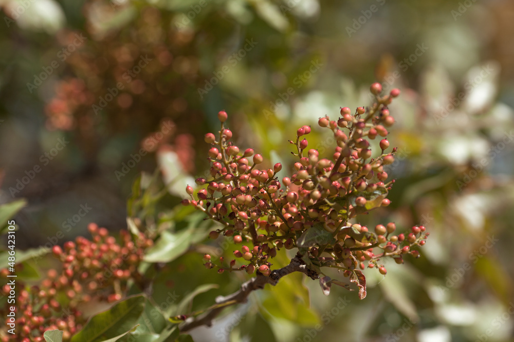 Leaves and fruits of the pistachio tree