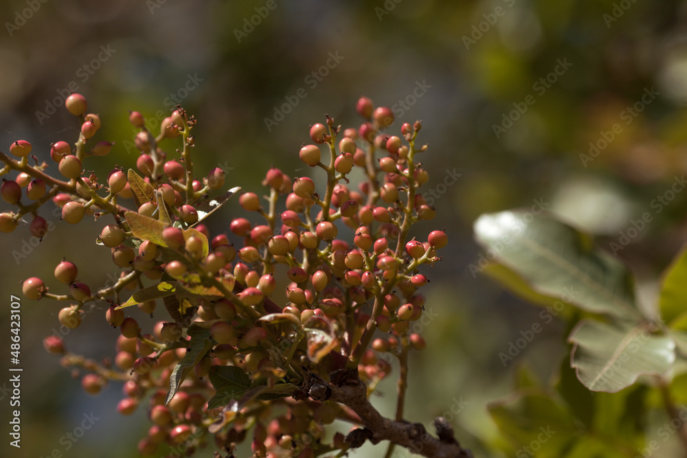 Leaves and fruits of the pistachio tree