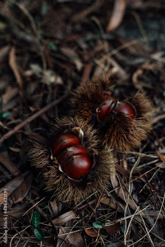 Chestnuts in their shells lying on the ground Chestnuts in their shells lying on the ground