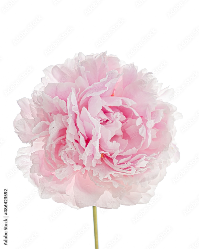 pink peony on the white background pink peony on the white background