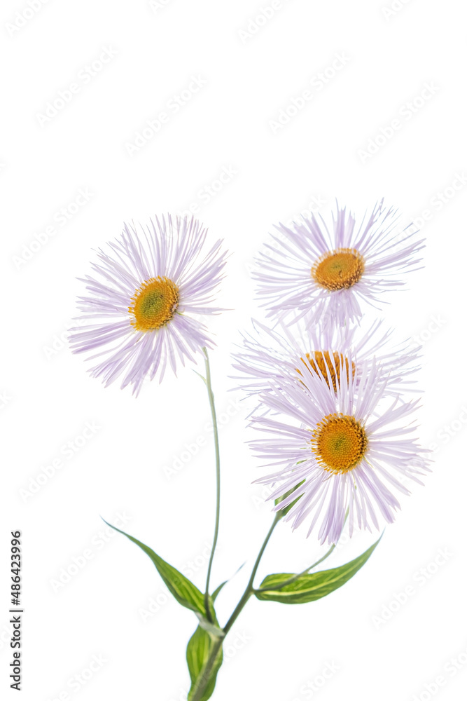 purple daisy on the whtie background purple daisy on the whtie background
