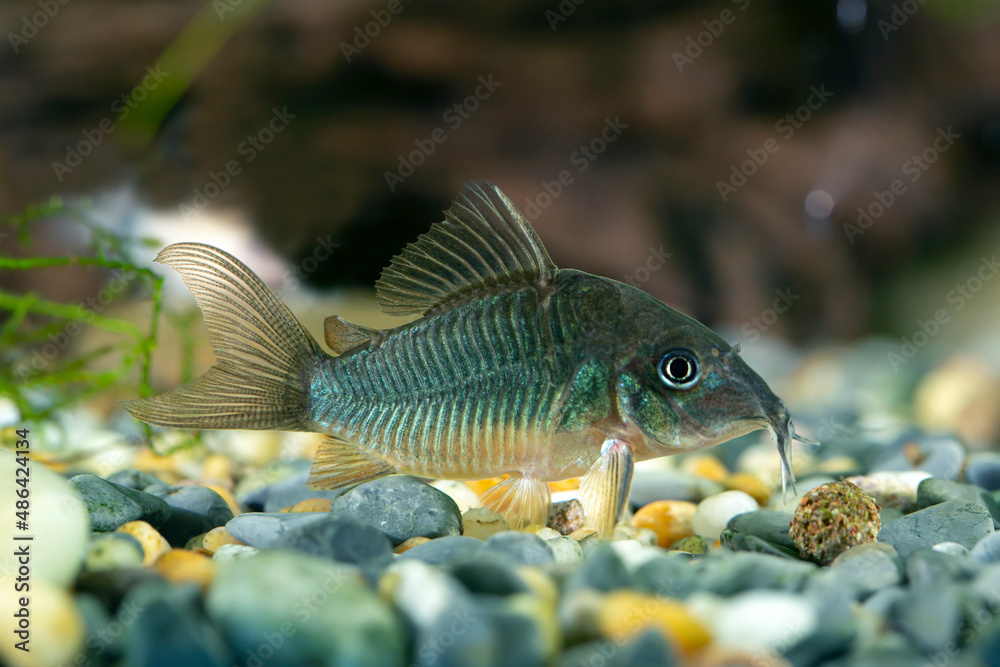 Emerald Green Cory - Corydoras splendens Emerald Green Cory - Corydoras splendens