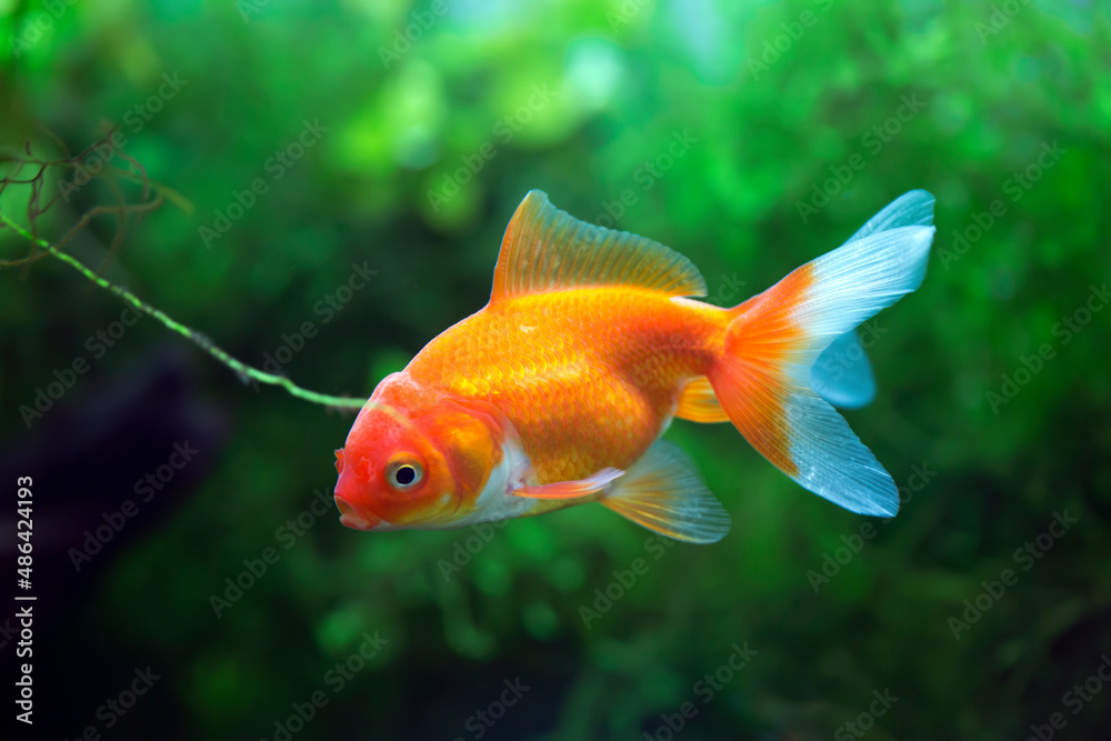 Red Fantail Goldfish - Carassius auratus