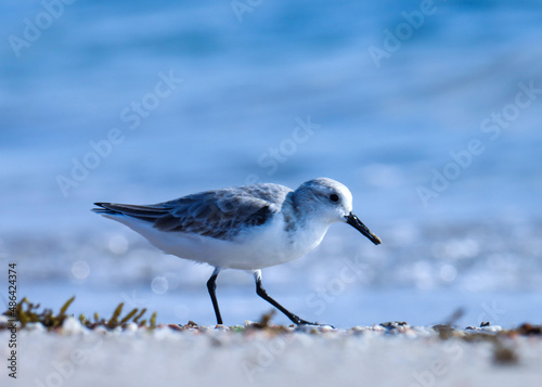 Sanderling on the beach. Calidris alba. The sanderling is a small wading bird.