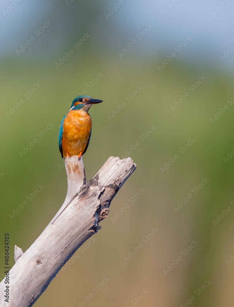 Fototapeta premium Common Kingfisher - Alcedo atthis - at a wetland in summer