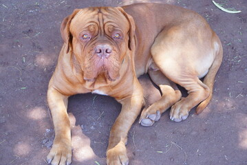 Leinwandbilder Französische Bulldogge Bulldogge im klassischen Porträt  © Peace
