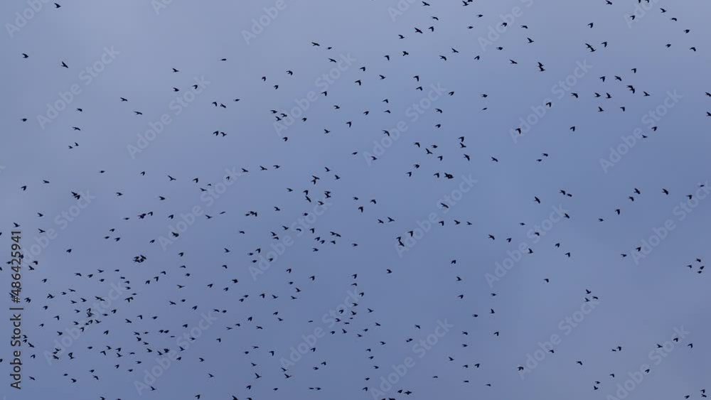 a large flock of black birds flies in the evening, cloudy sky
a large flock of black birds flies in the evening, cloudy sky