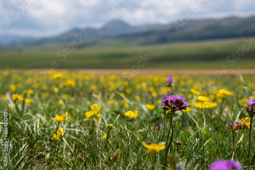 Beautiful blooming flowers with mountains and cloudy sky on background. Spring on Assy plateau. © Adil