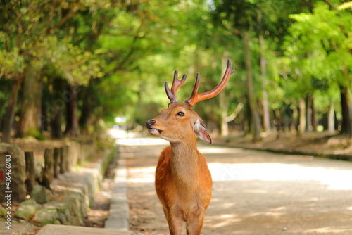たれ耳で有名なオス鹿／奈良公園 photo