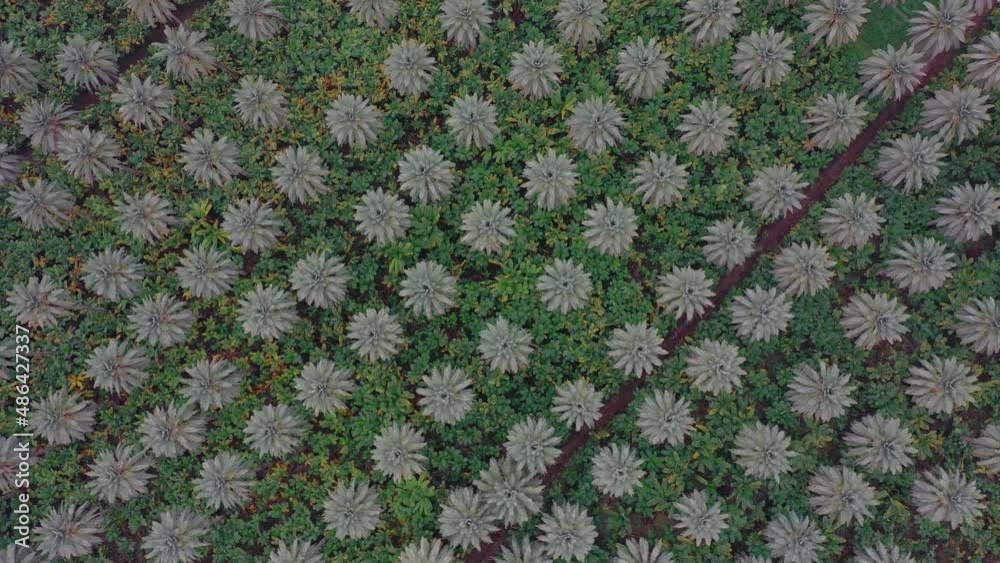 Top Down Aerial View Of Date Palm Plantation In Khairpur. Pedestal Down Top Down Aerial View Of Date Palm Plantation In Khairpur. Pedestal Down