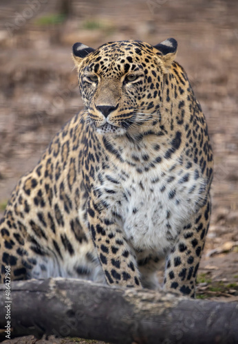 Persian leopard panthera pardus ciscaucasica sitting zoo