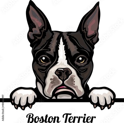 Boston Terrier - Color Peeking Dogs - dog breed. Color image of a dogs head isolated on a white background