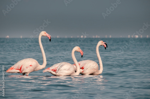 Wild birds. Group birds of white african flamingos  walking around the blue lagoon on a sunny day