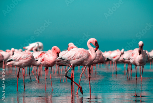 Wild african birds. Group birds of pink african flamingos  walking around the blue lagoon © Yuliia Lakeienko