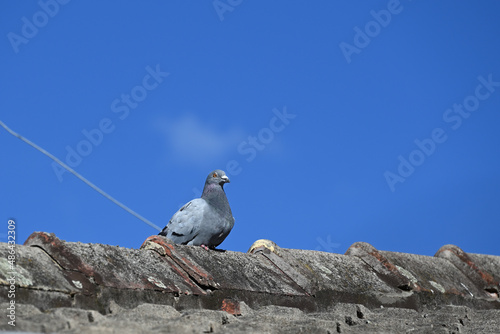 Common pigeon  or rock dove  sitting on the pointing of a weathered tiled roof  with bright blue sky a very light white cloud in the background