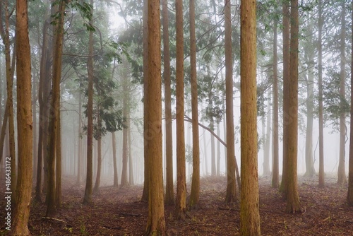 霧に霞む森