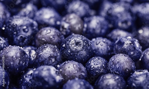 Very Peri color of the year 2022. Blueberries fresh and ripe