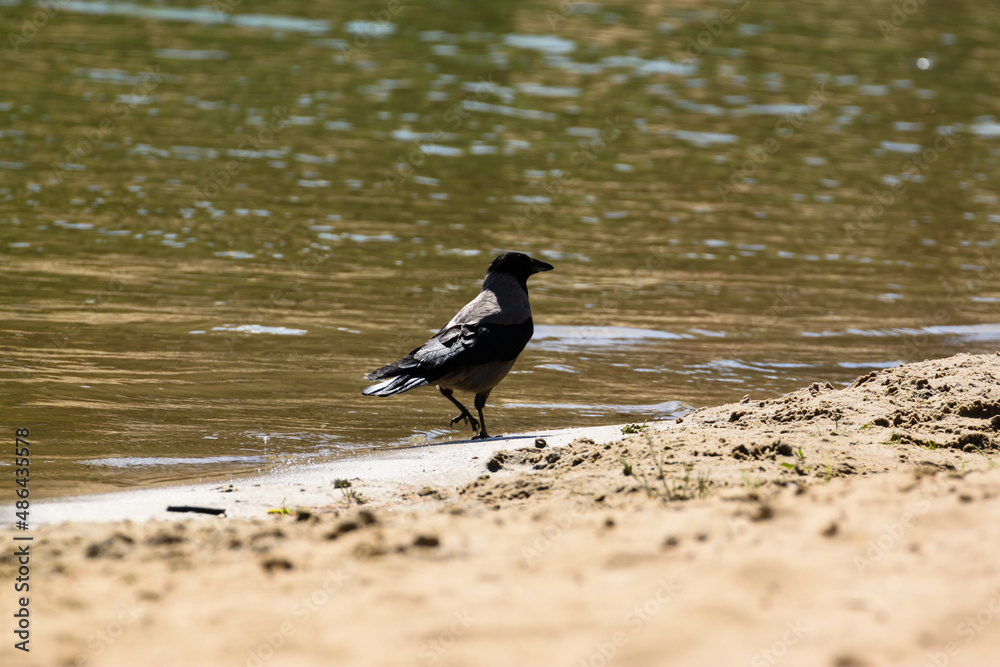 Obraz premium a black crow walks along the shore of a pond, river