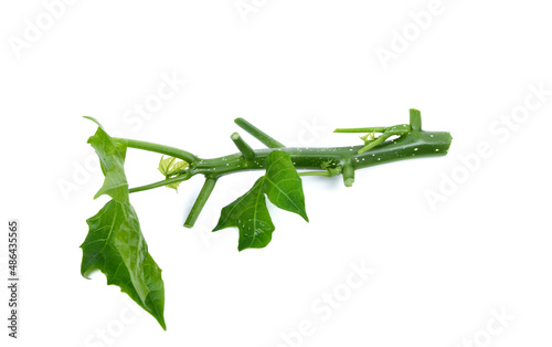 Chaya vegetables on white background photo