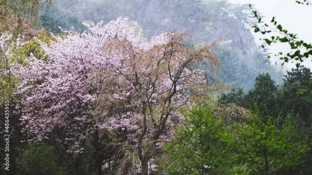 As if envious of a beautiful spring, the storm rages, the pouring snow, hail, and the cold weather shake the green mountains and cherry blossom trees. As if envious of a beautiful spring, the storm rages, the pouring snow, hail, and the cold weather shake the green mountains and cherry blossom trees.