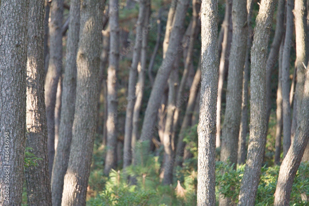 Naklejka premium 松林