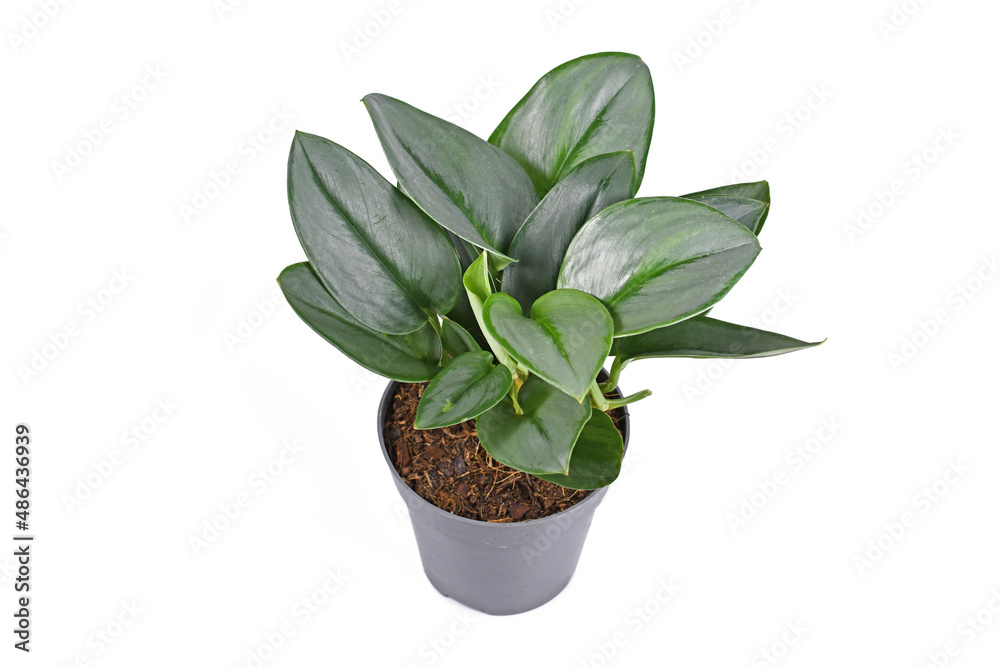 Tropical 'Scindapsus Treubii Moonlight' houseplant in pot on white background