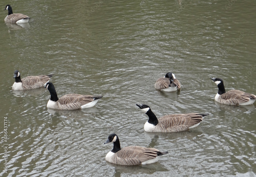 Obraz premium canard