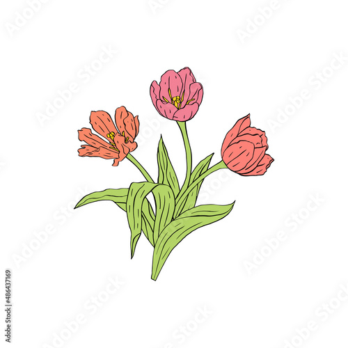 Pastel pink Line art tulips flowers bouquet isolated on white background