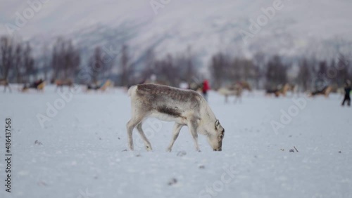 Antlerless Reindeer Foraging Snowy Toundra Around Tourists In Sleighs photo