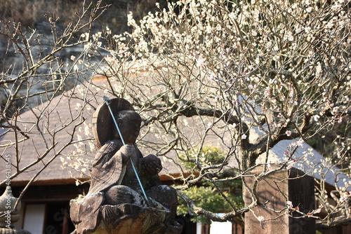 早春の鎌倉。明王院の白梅、茅葺屋根の本堂に咲く。 photo
