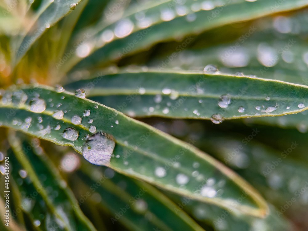 rain drops on a leaf rain drops on a leaf