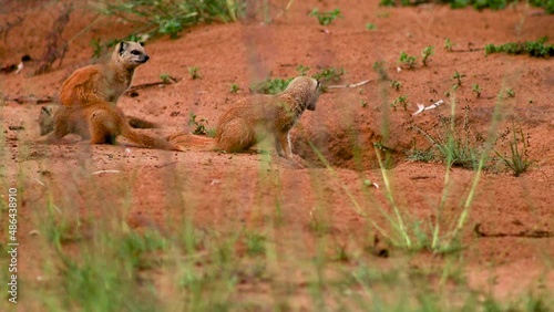 Meerkats hanging around their Burrough, tripod shot photo