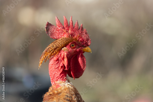 A close up shpt of a rooster with red comb and wattle. photo