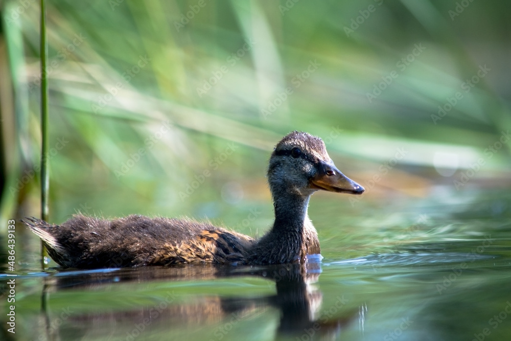 Fototapeta premium duck in the water