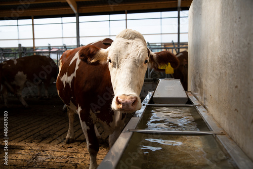 Portrait of barn cow looking at camera photo