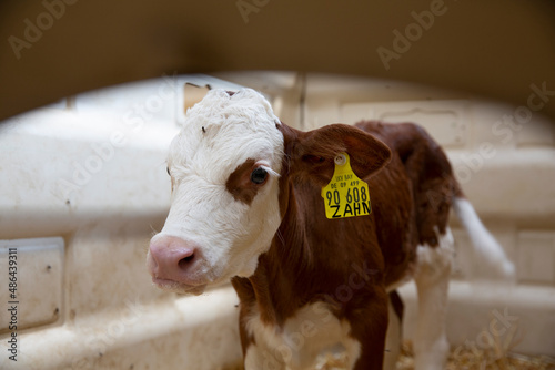 Portrait of barn calf