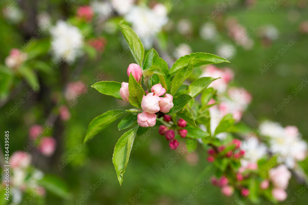 branch of apple tree with pink flowers on a background of flowering trees spring time branch of apple tree with pink flowers on a background of flowering trees spring time