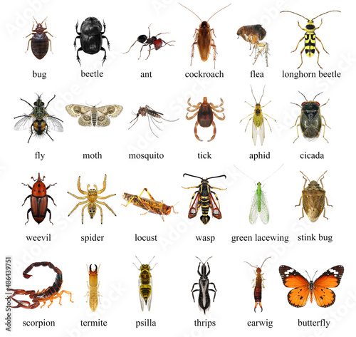 Insects isolated on a white background. Collection. Macro © Alexey Protasov