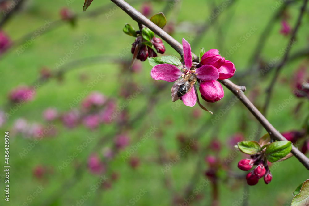 Malus profusion - crabapple pink flowers closeup. Blooming crabapples crab apples, crabtrees or wild apples Malus profusion - crabapple pink flowers closeup. Blooming crabapples crab apples, crabtrees or wild apples
